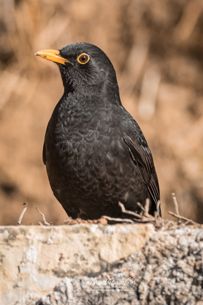 50536324766_fcb1644fa6_or