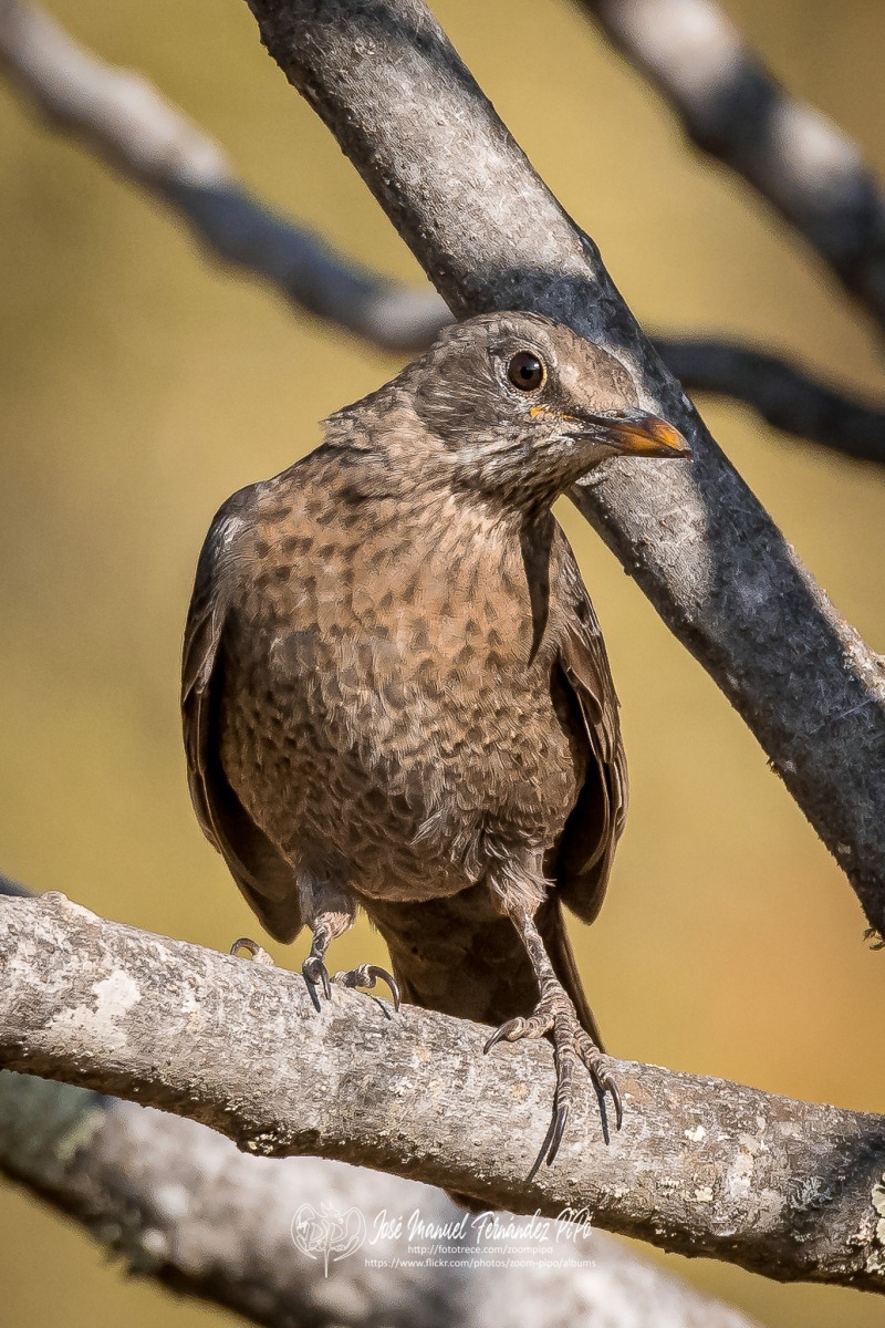 50708989923_6e0922fb26_or