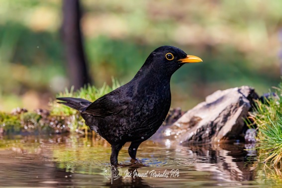 Mirlo Comun. Turdus Merula.