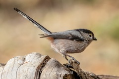 Mito. Aegithalos Caudatus.