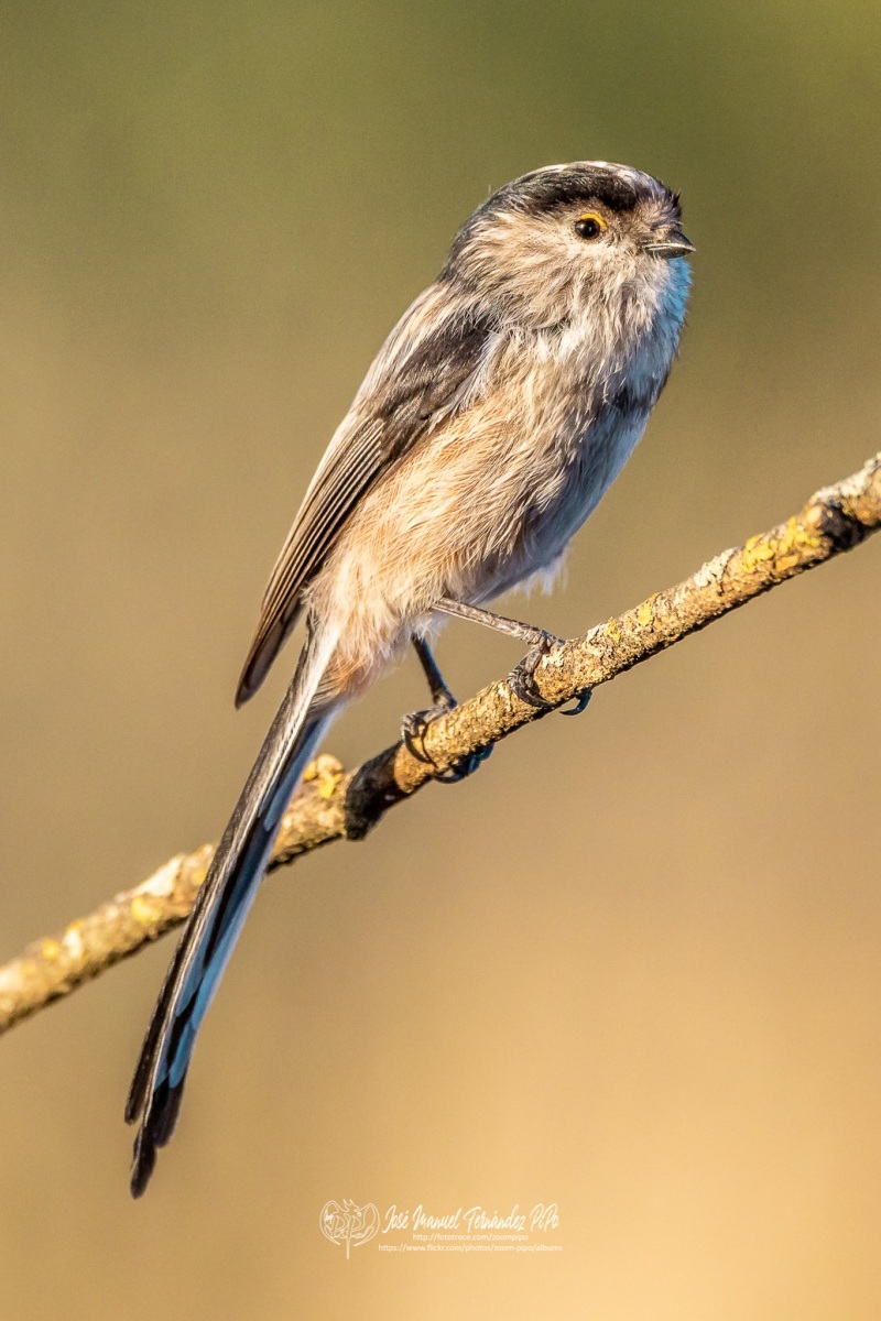 49050827462_a4d687912d_or