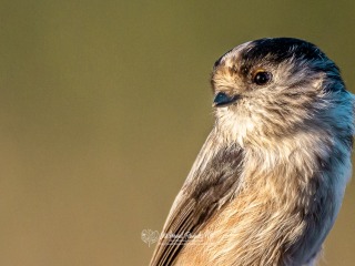 Mito. Aegithalos Caudatus