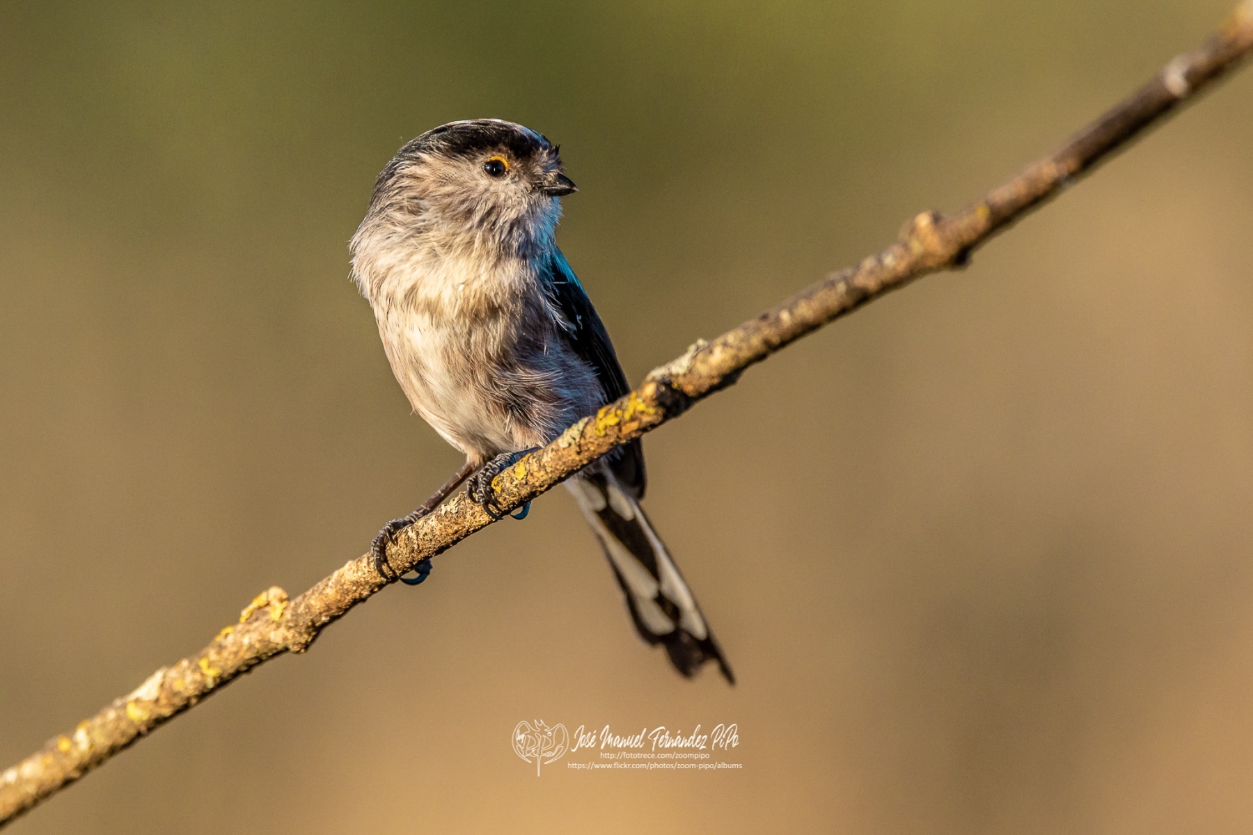 49050827742_c922061f25_or