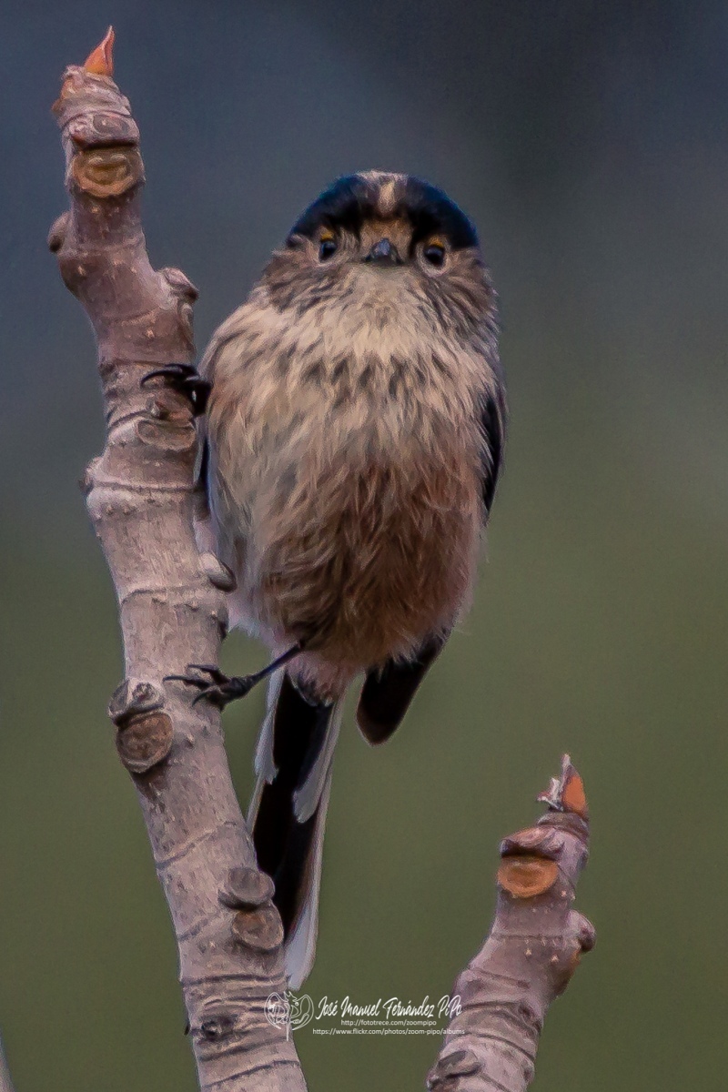 49148397737_f134ce5c83_or