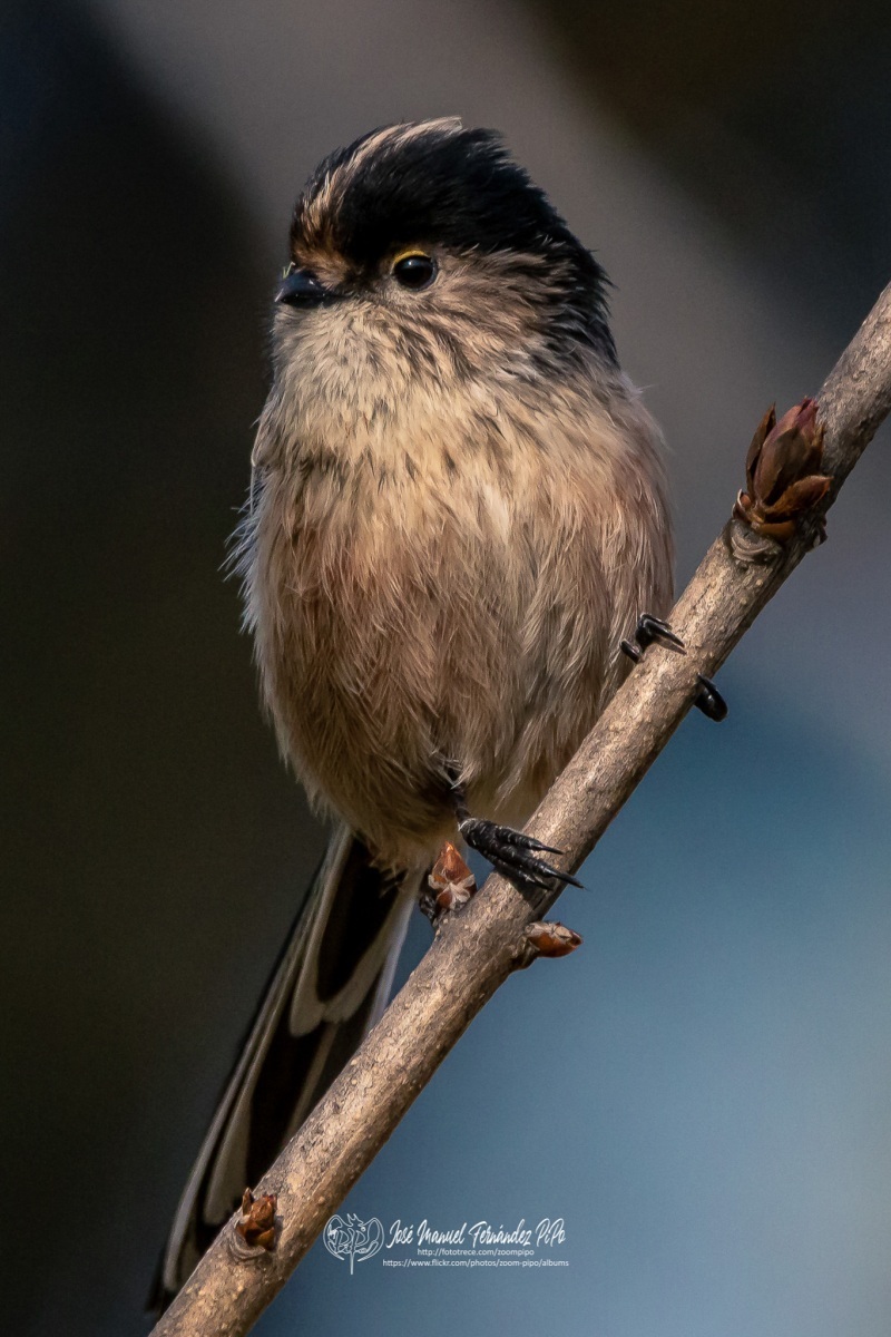 49151421427_8d60136ba2_or