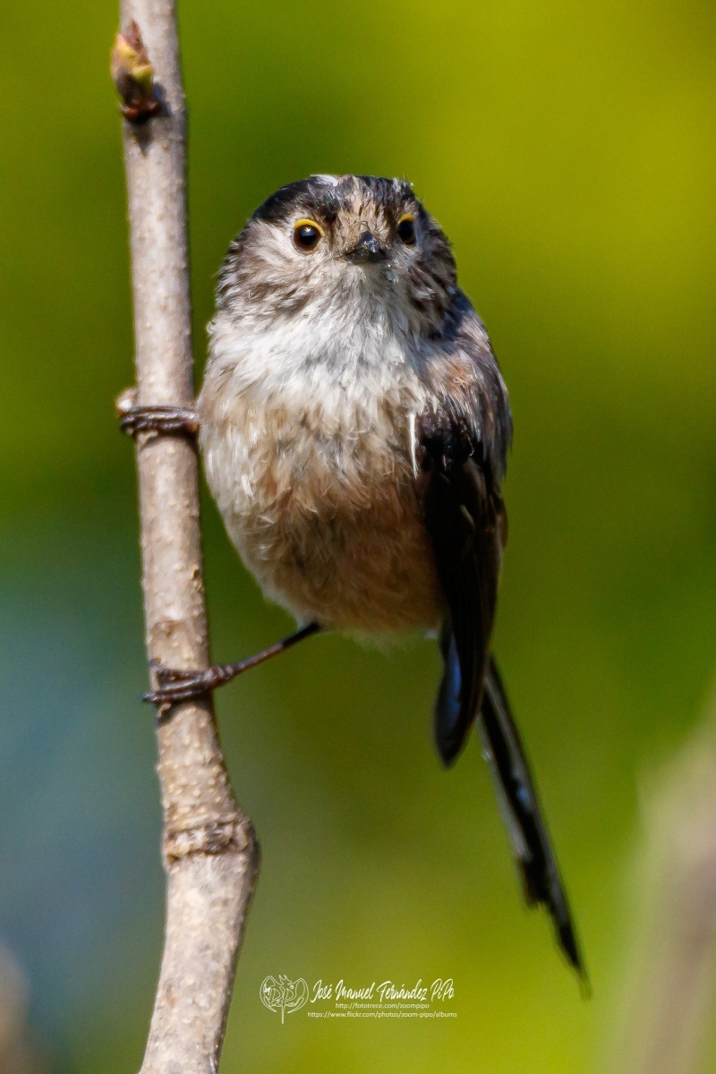 49546653843_1ef3d10faa_or