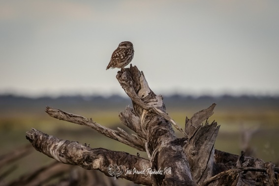 Mochuelo Europeo. Athene Noctua.