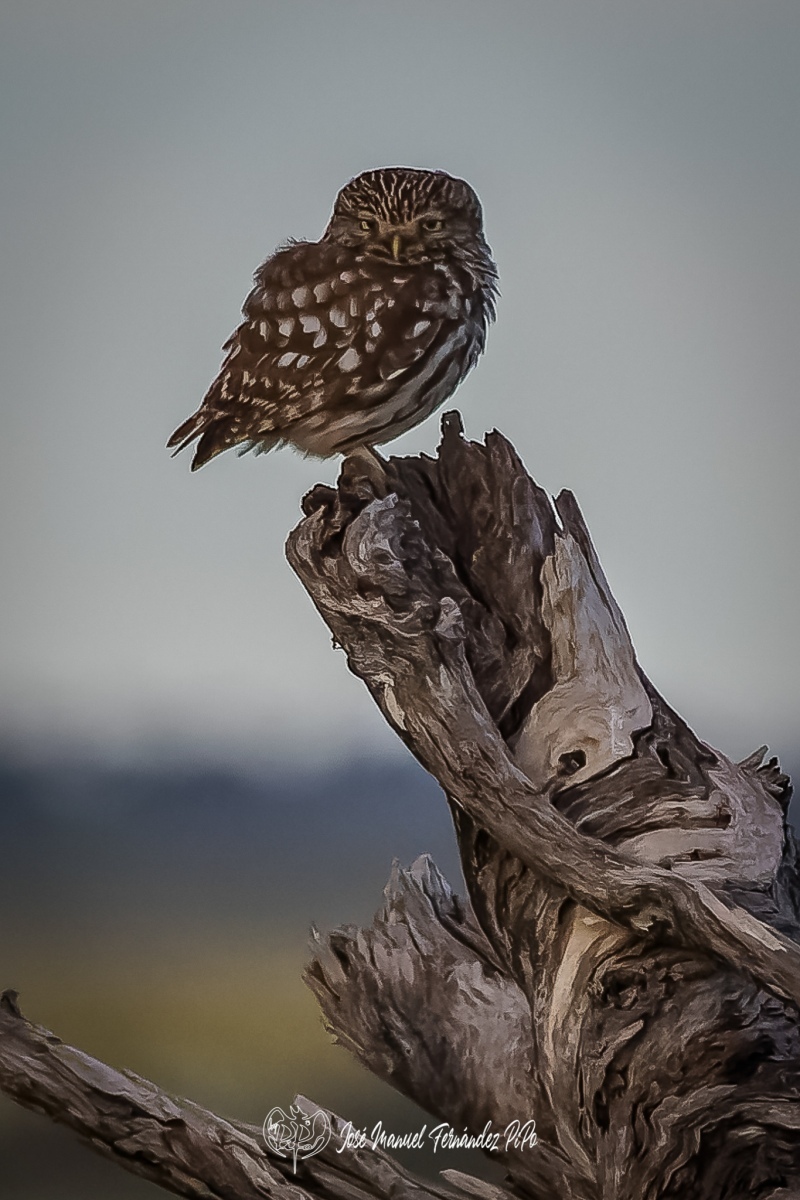 PiPo_358451-CR3_DxO_DeepPRIMErlr