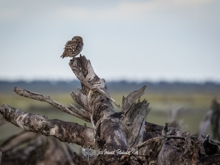 Mochuelo Europeo. Athene Noctua