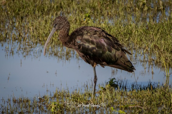 Morito Comun. Plegadis Falcinellus.