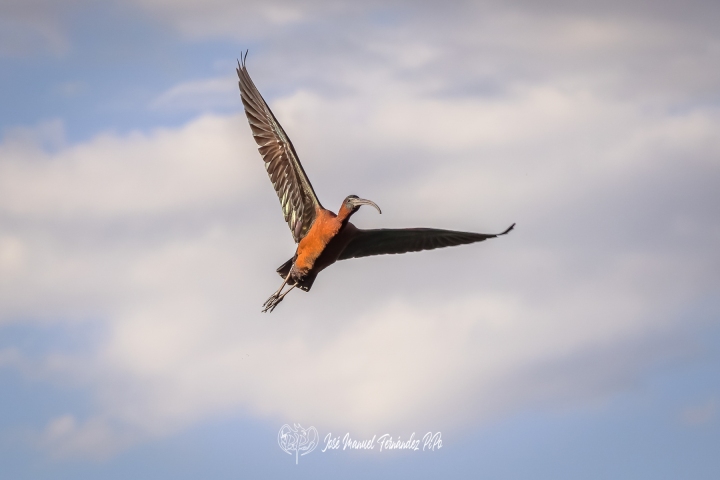 PiPo_358149-CR3_DxO_DeepPRIMErlr