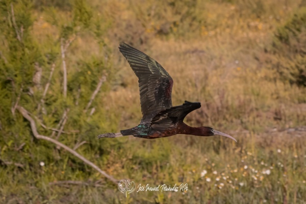 PiPo_358335-CR3_DxO_DeepPRIMErlr