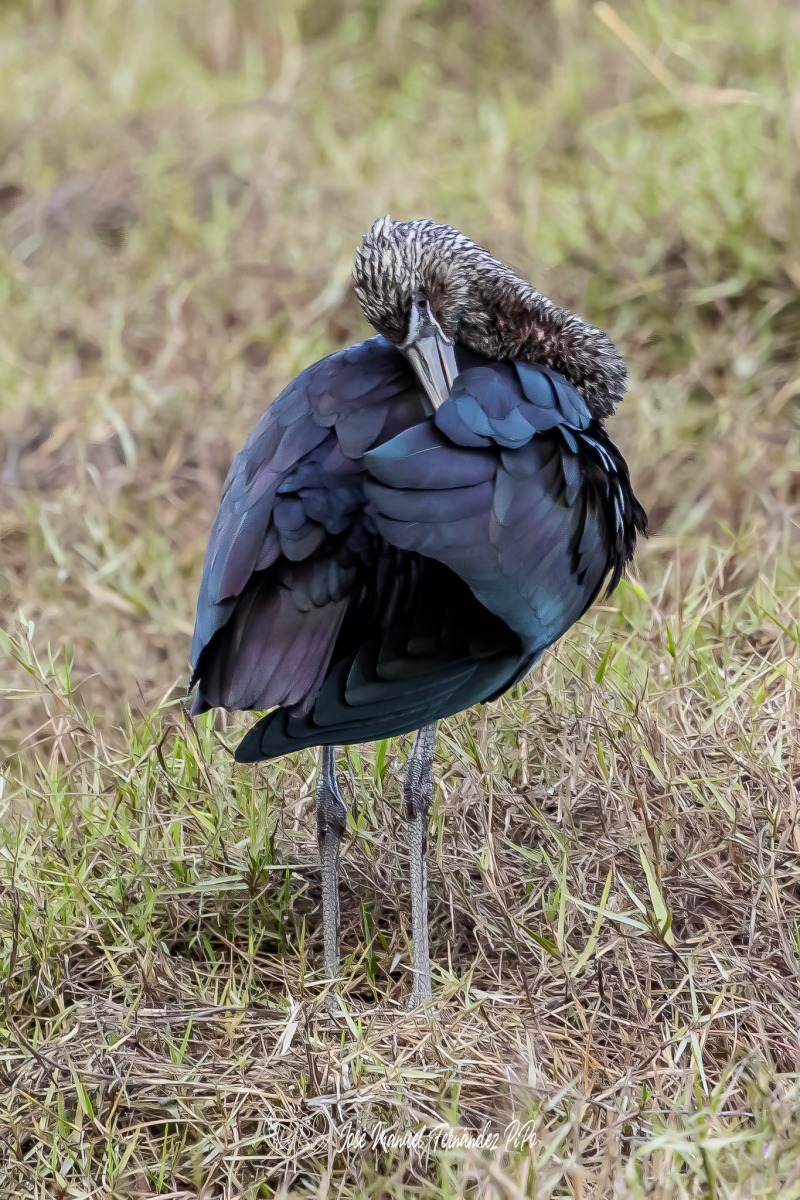 PiPo_455486-Editarrlr