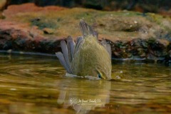 Mosquitero Común. Phylloscopus Collybita.