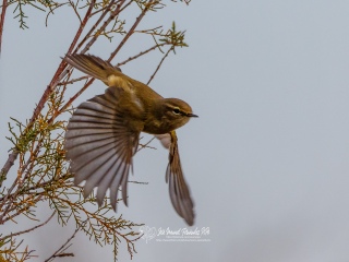 Mosquitero Comun. Phylloscopus Collybita