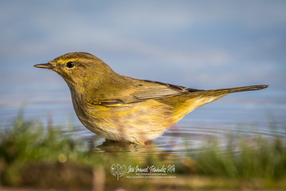 Mosquitero Comun. Phylloscopus Collybita.