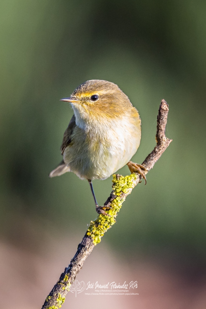 51061730398_6236e39377_or