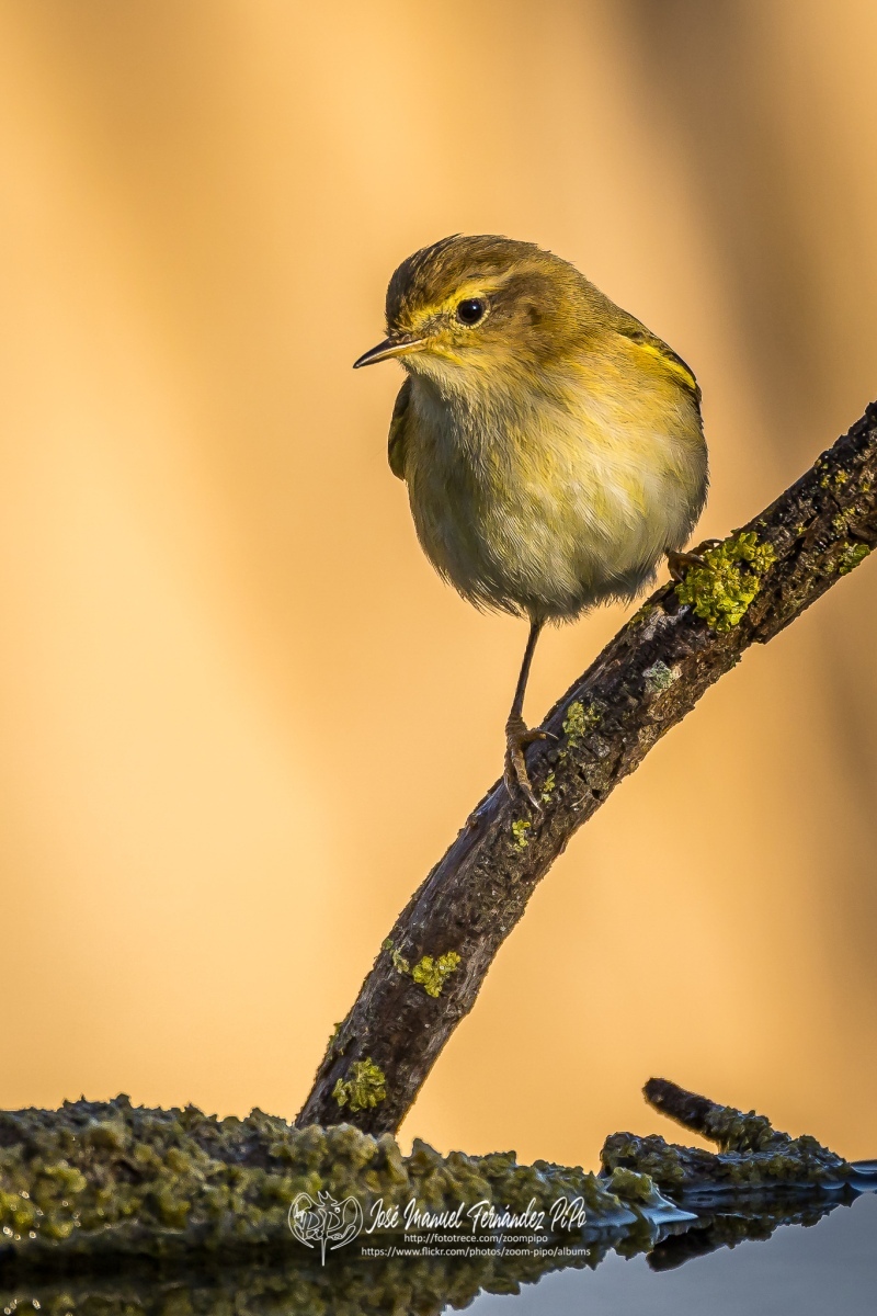 51062445816_5aaa893c0a_or