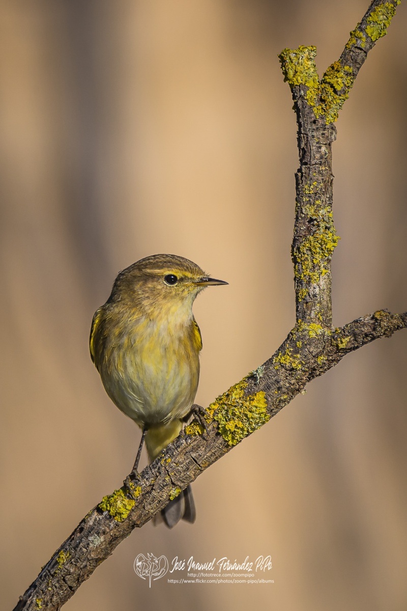 51062530617_921907c0af_or