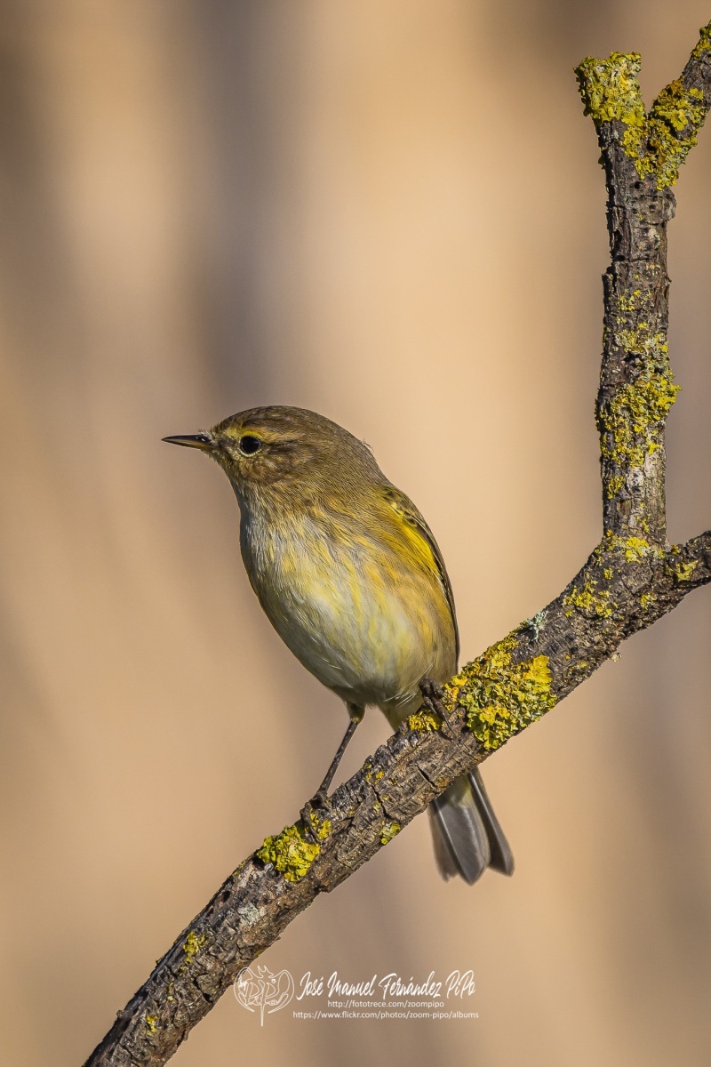 51062530632_b09c8fe913_or