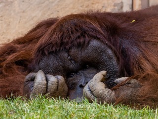 Orangután de Borneo. Pongo Pygmaeus