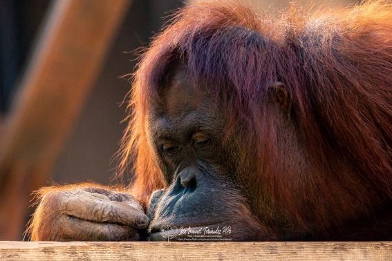 Orangután de Borneo. Pongo Pygmaeus.