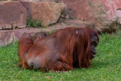 Orangután de Borneo. Pongo Pygmaeus.