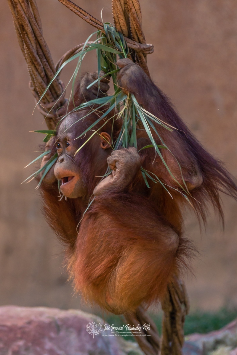 49796739426_c4dab6c60f_o