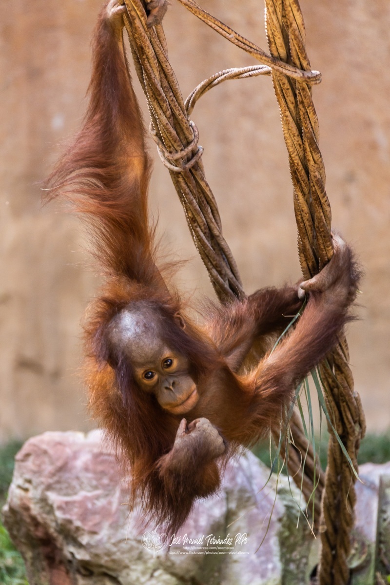 49797045202_84c7445fb1_o