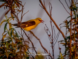 Oropendola Europea. Oriolus Oriolus