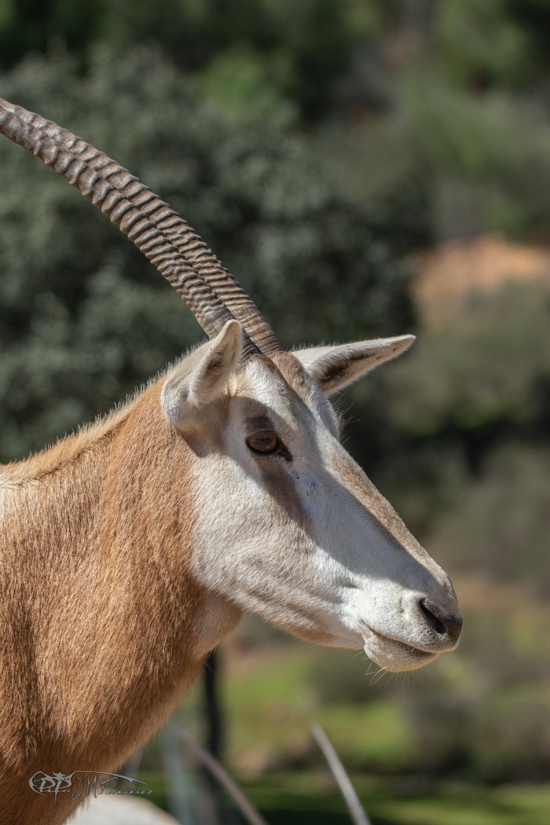 40489306455_6f9ec6fca6_o