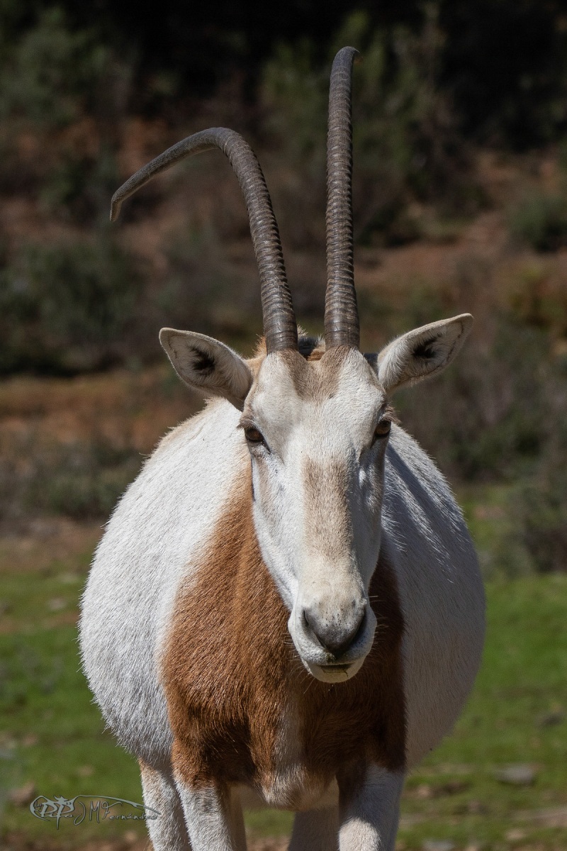 40489307205_3a2245af14_o