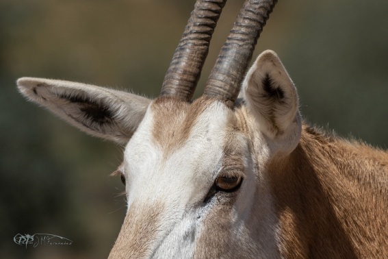 Oryx Balnco. Oryx Dammah.