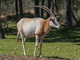 Oryx Balnco. Oryx Dammah