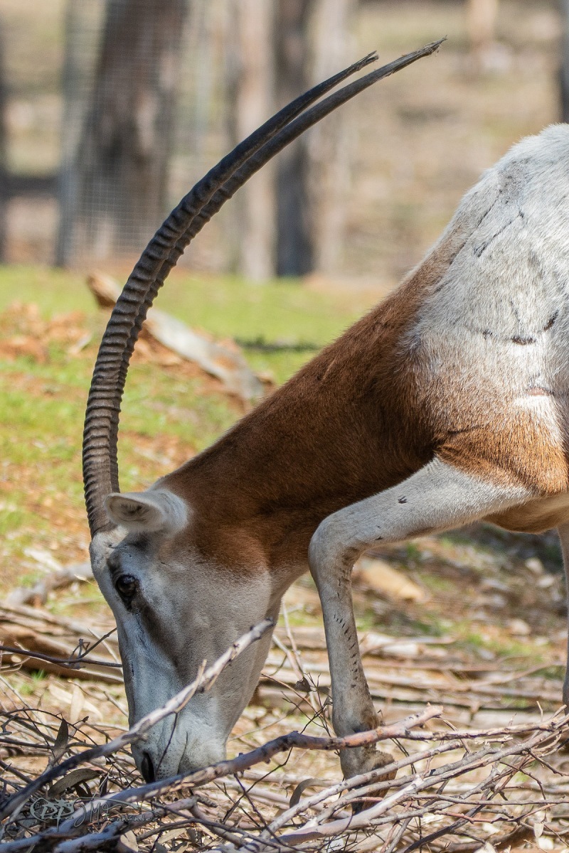 40489308145_2d52ebb445_o