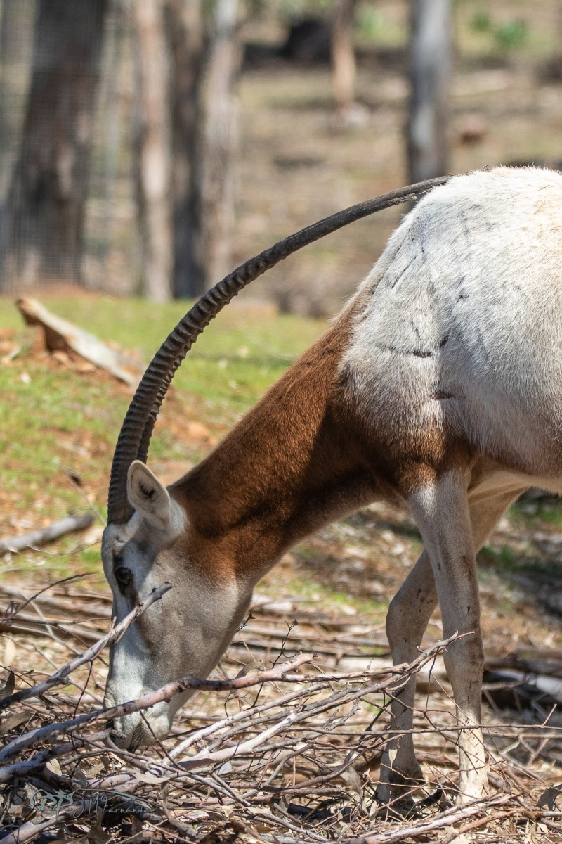 40489308345_aec60f62f5_o