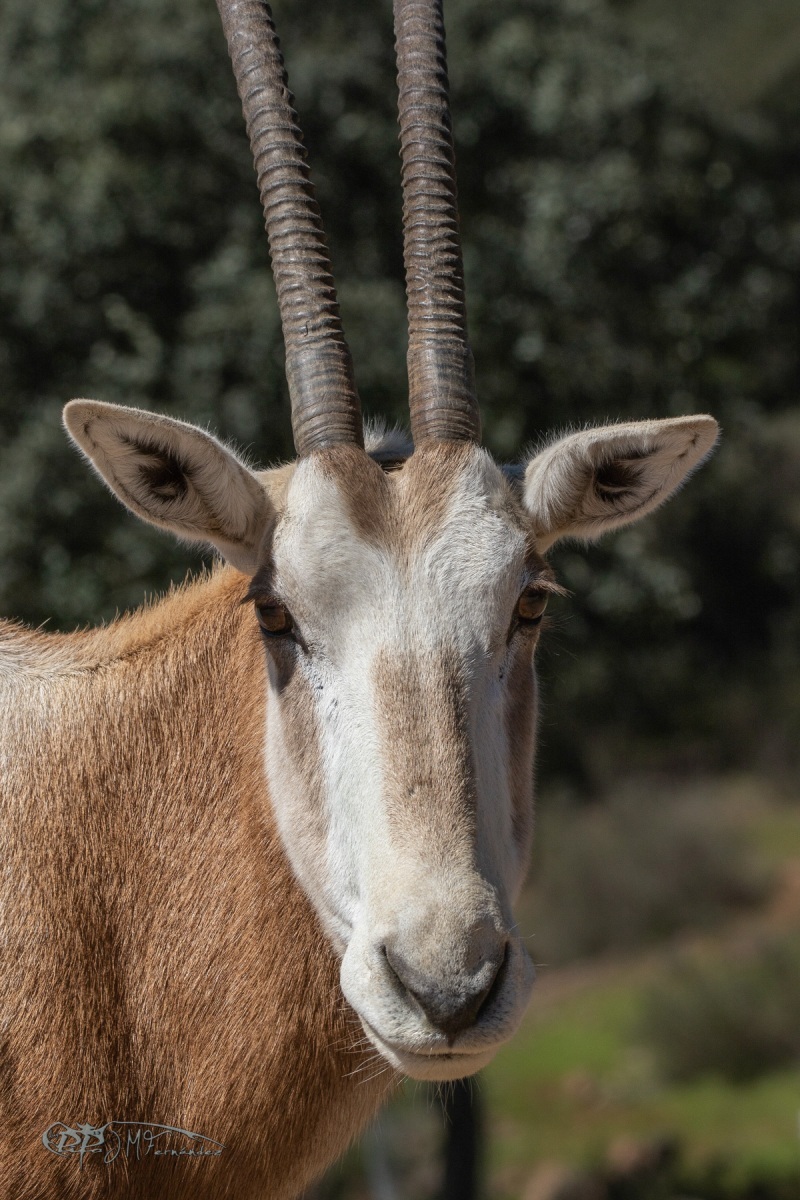 41341610502_3b631a355a_o