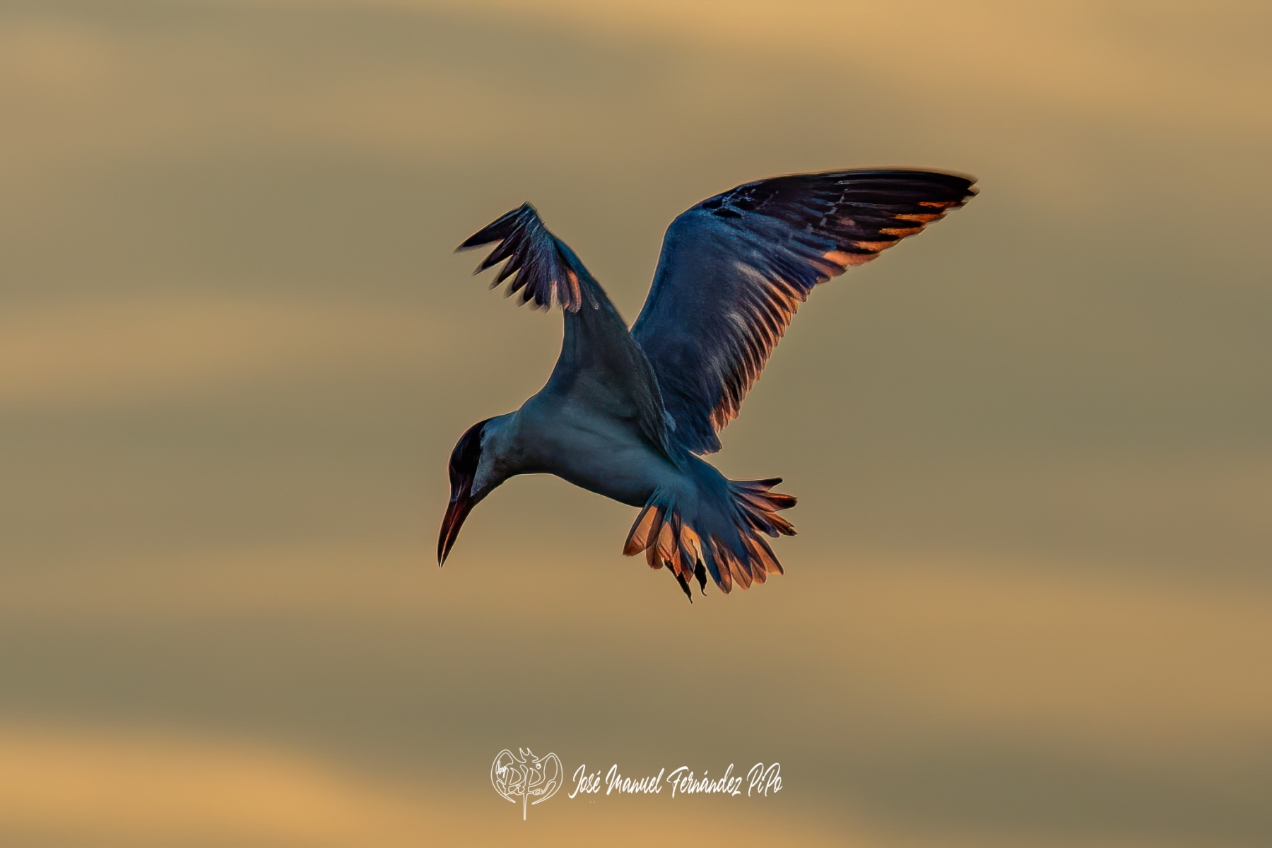 PiPo_492548-Editarrl