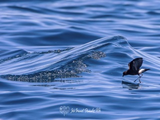 Paiño de Wilson. Oceanites Oceanicus