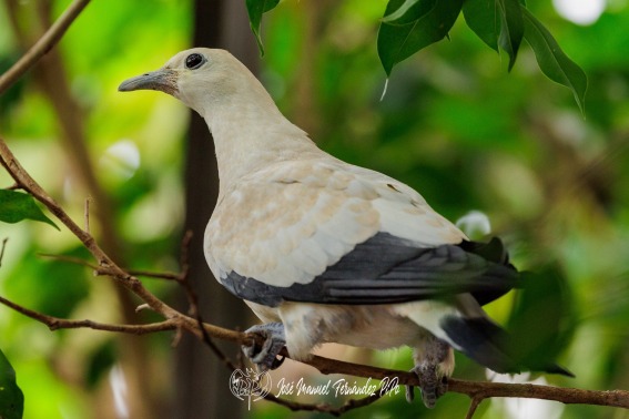 Paloma imperial. Ducula bicolor
