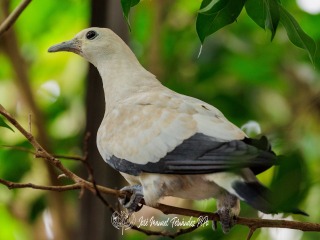 Paloma imperial. Ducula bicolor