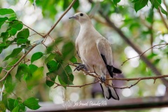 Paloma imperial. Ducula bicolor.