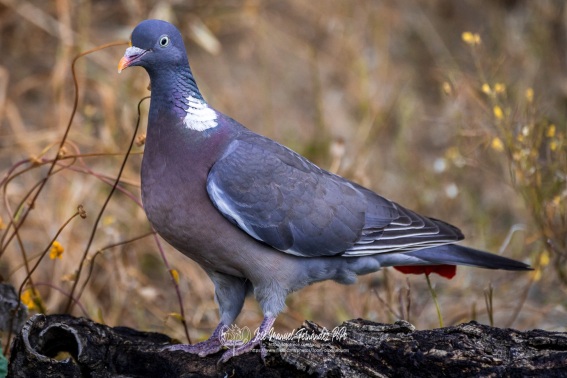 Paloma Torcaz. Columba Palumbus.