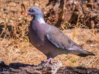 Paloma Torcaz. Columba Palumbus
