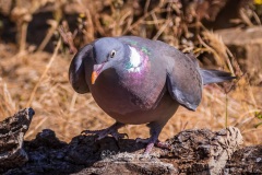 Paloma Torcaz. Columba Palumbus.