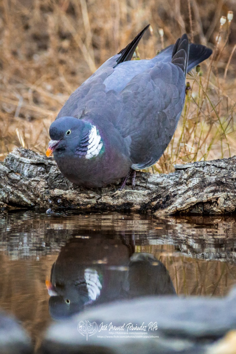 50100327617_cb77dc14c4_o