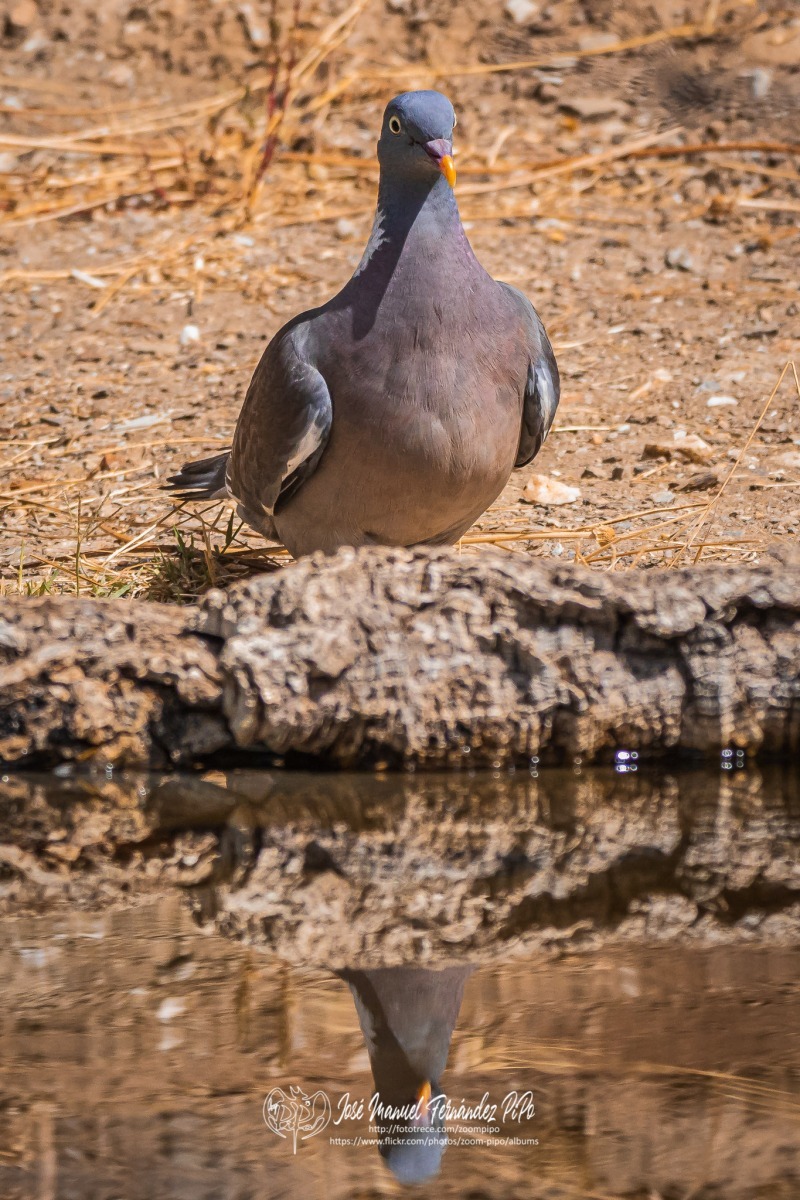 50690049648_0123a9b82a_o