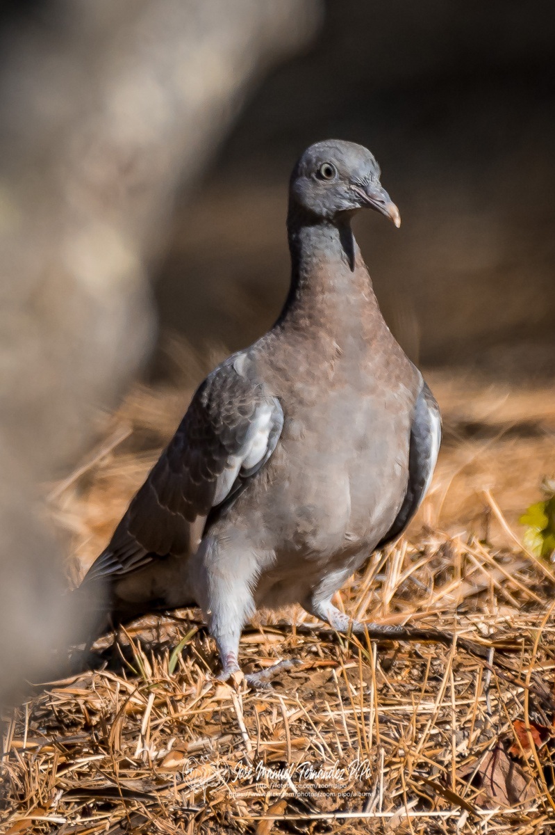 50869851077_cf085f1210_o