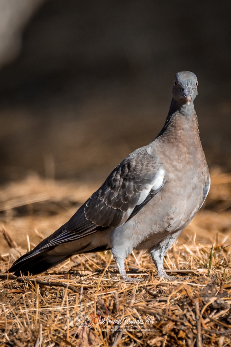 50897206483_abb4a01d5f_o