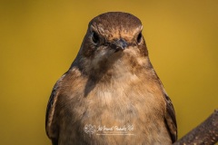 Papamoscas Cerrojillo. Ficedula Hypoleuca.